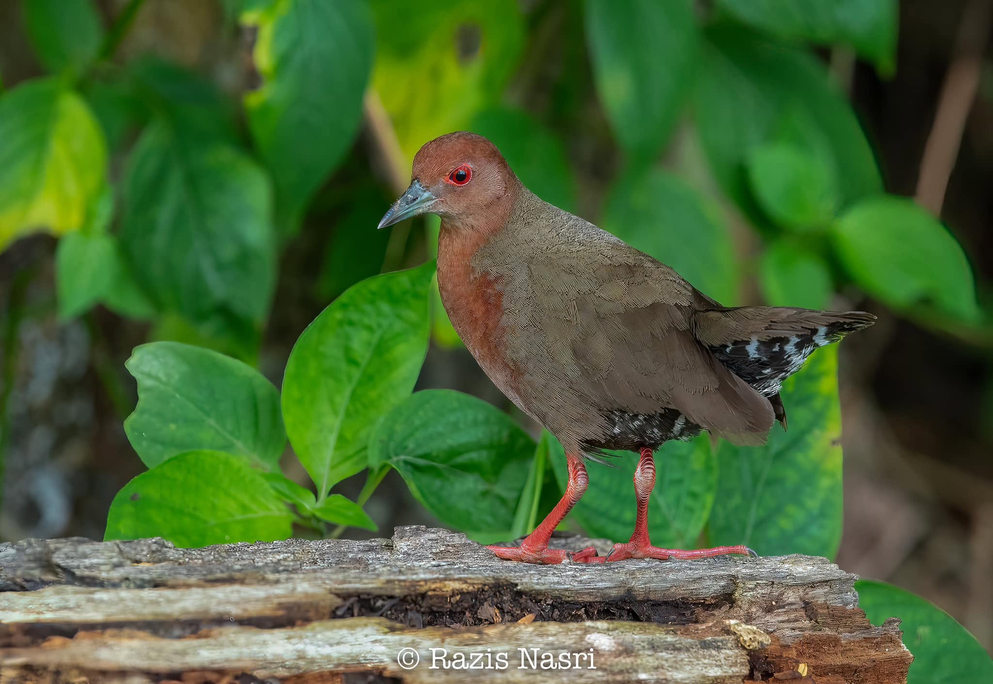 Ruddy-breasted Crake — Borneo wildlife, book, free download, jungle tour, bird, bird tour
