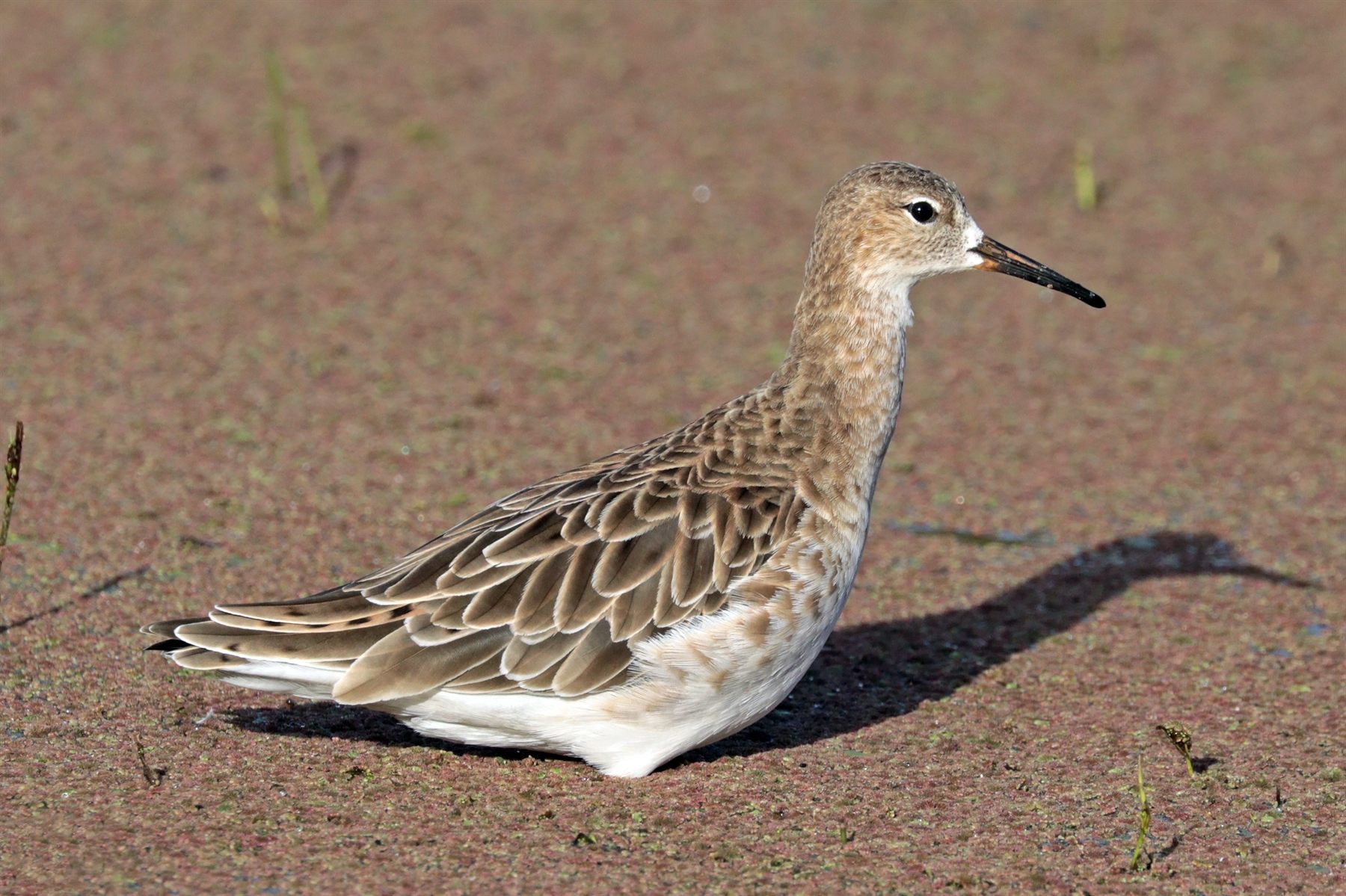 Ruff — Borneo wildlife, book, free download, jungle tour, bird, bird tour