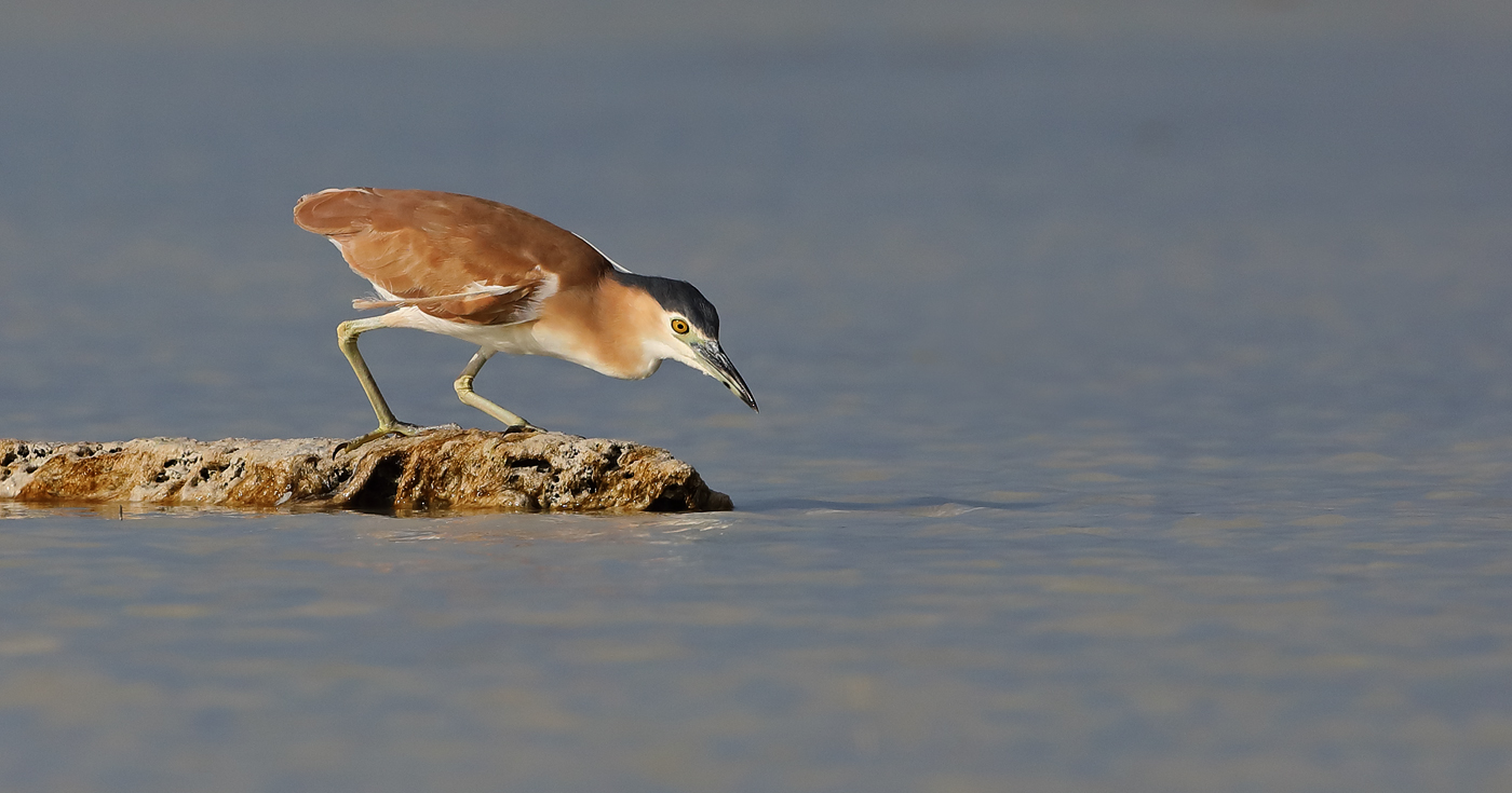 Nankeen Night Heron — Borneo wildlife, book, free download, jungle tour, bird, bird tour
