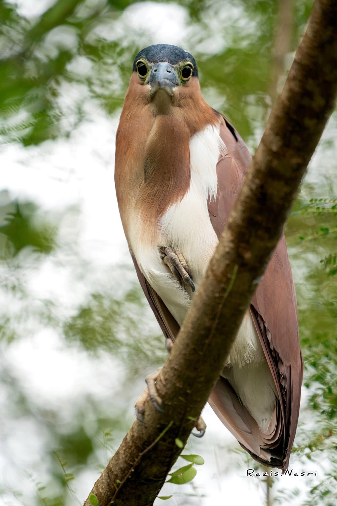 Nankeen Night Heron — Borneo wildlife, book, free download, jungle tour, bird, bird tour