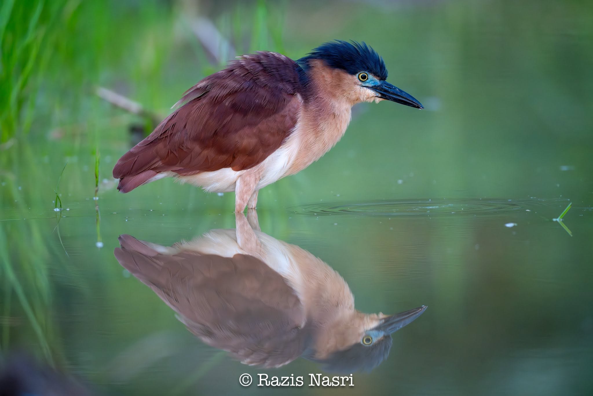Nankeen Night Heron — Borneo wildlife, book, free download, jungle tour, bird, bird tour
