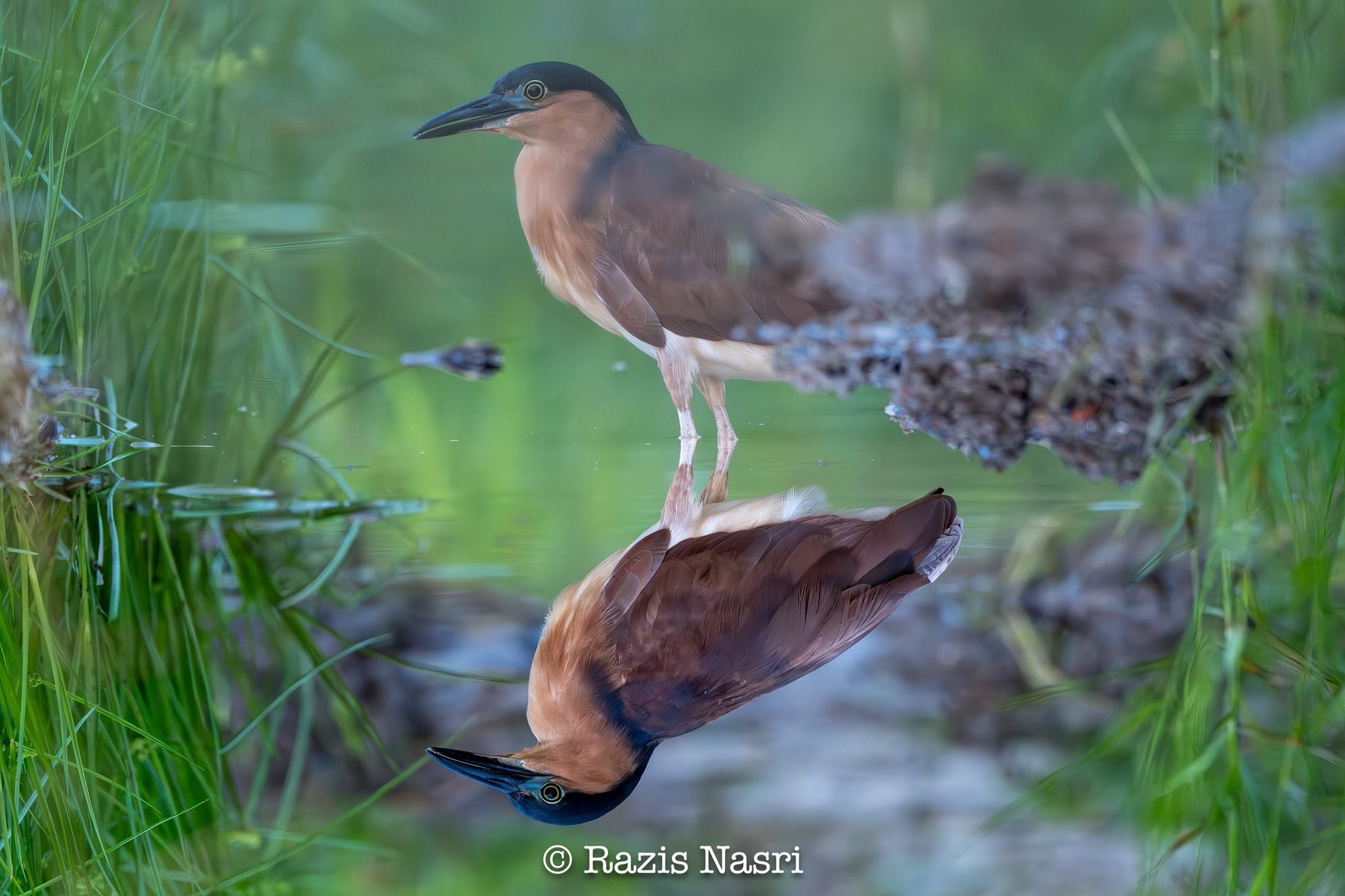 Nankeen Night Heron — Borneo wildlife, book, free download, jungle tour, bird, bird tour
