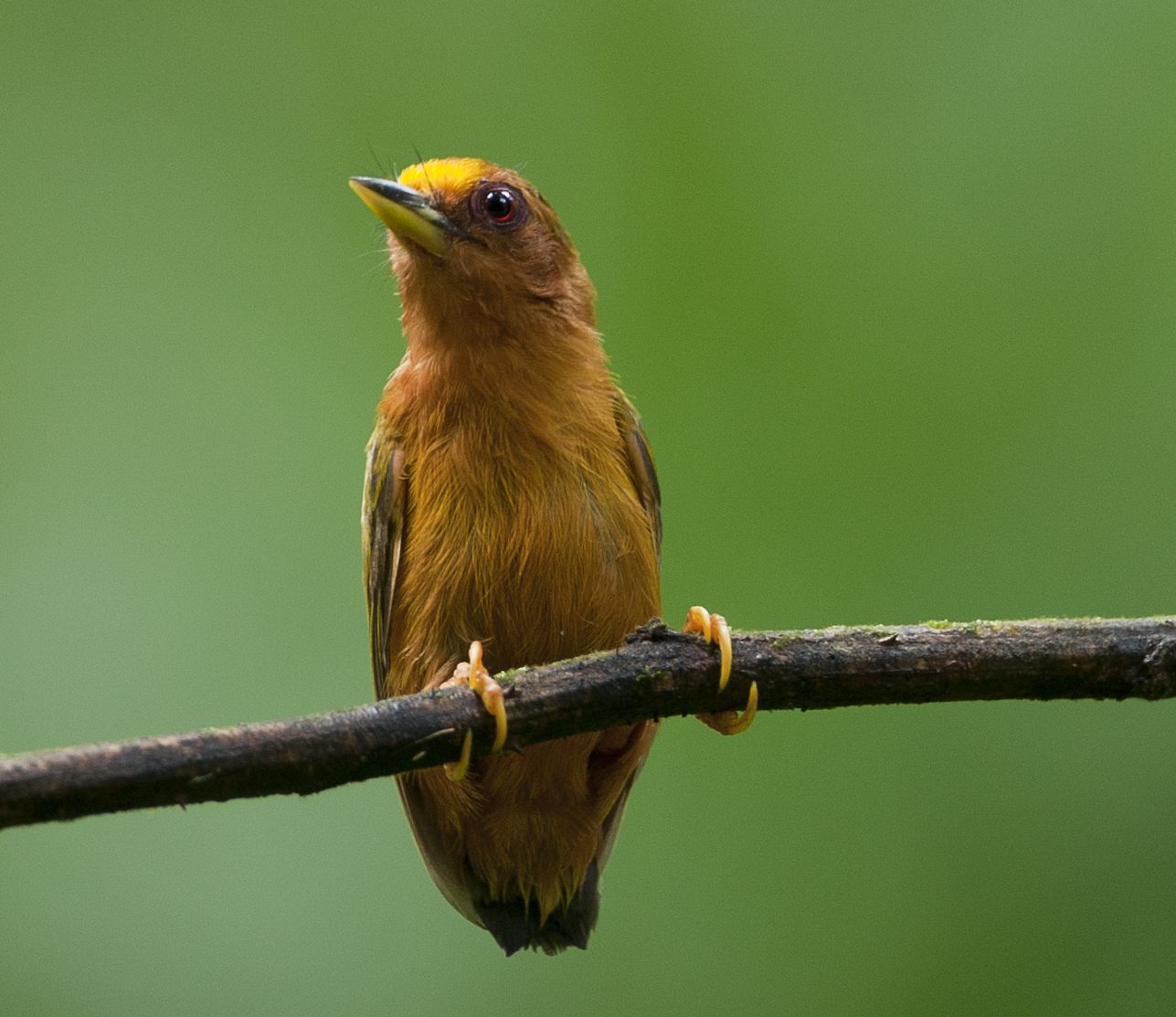 Rufous Piculet — Borneo wildlife, book, free download, jungle tour, bird, bird tour