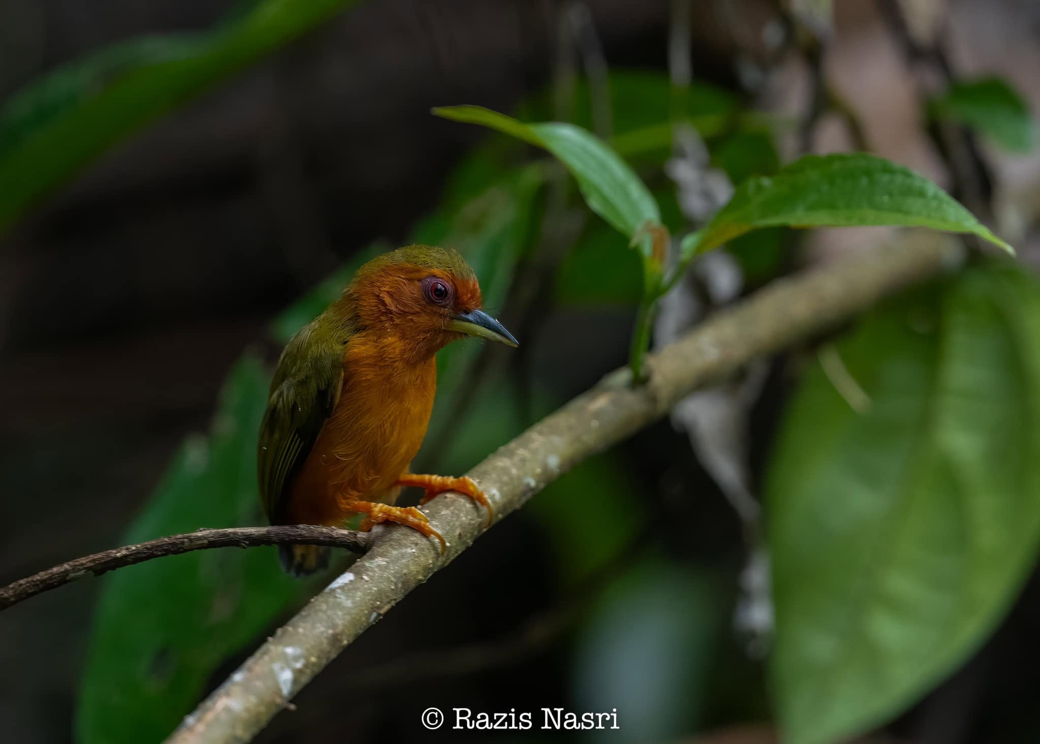 Rufous Piculet — Borneo wildlife, book, free download, jungle tour, bird, bird tour