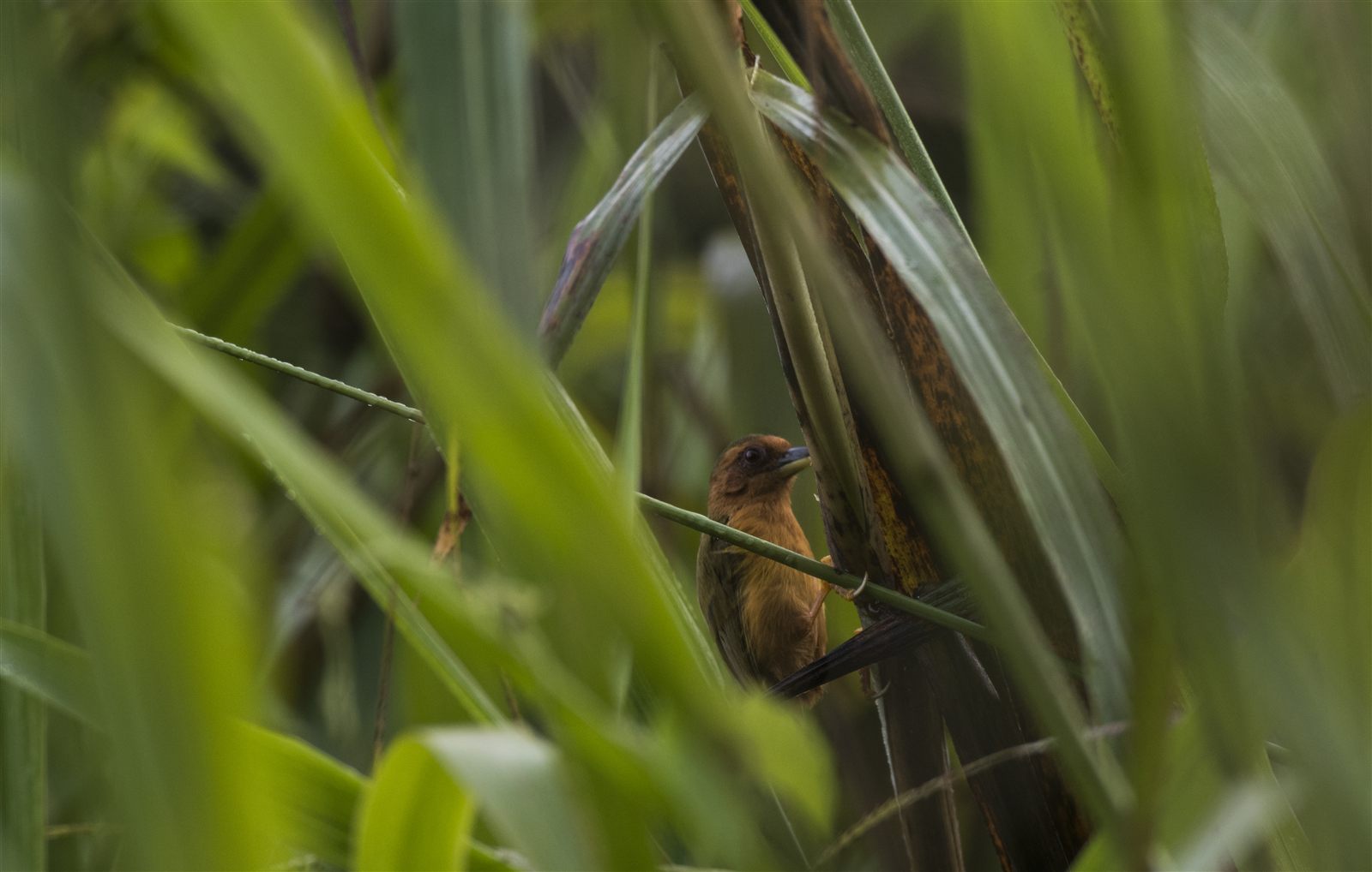 Rufous Piculet — Borneo wildlife, book, free download, jungle tour, bird, bird tour