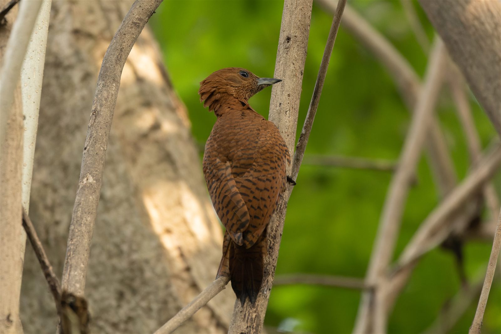 Rufous Woodpecker — Borneo wildlife, book, free download, jungle tour, bird, bird tour