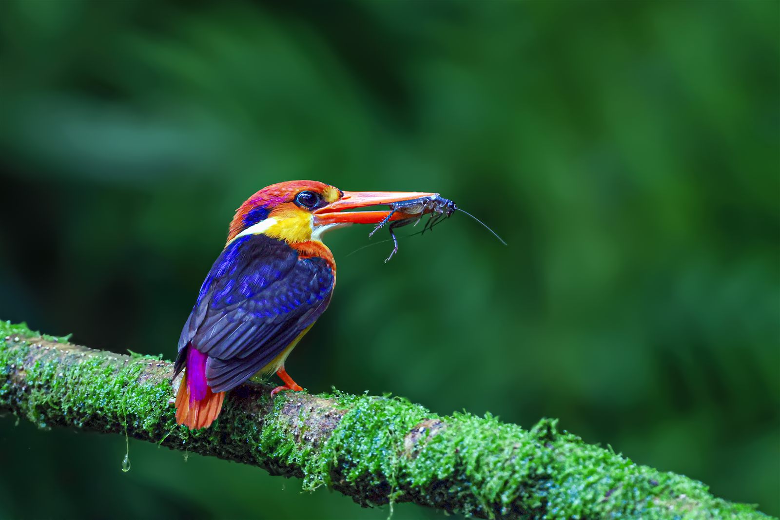 Rufous-backed Dwarf-Kingfisher — Borneo wildlife, book, free download, jungle tour, bird, bird tour