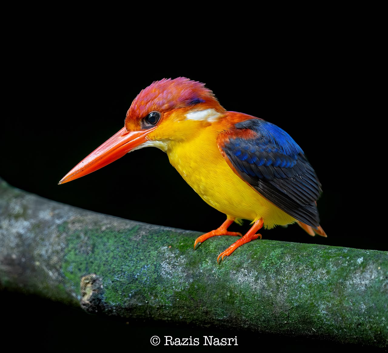 Rufous-backed Dwarf-Kingfisher — Borneo wildlife, book, free download, jungle tour, bird, bird tour