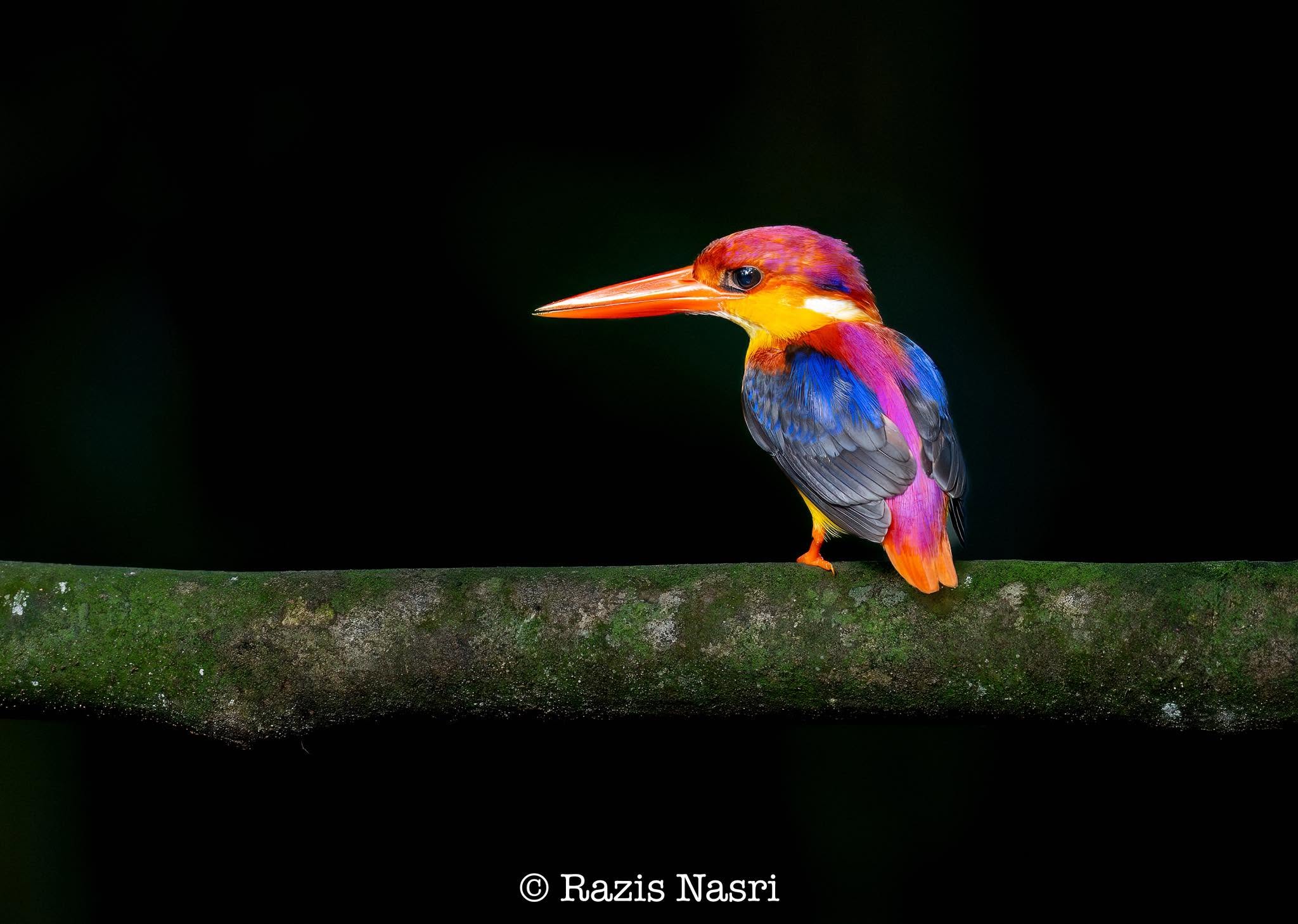 Rufous-backed Dwarf-Kingfisher — Borneo wildlife, book, free download, jungle tour, bird, bird tour