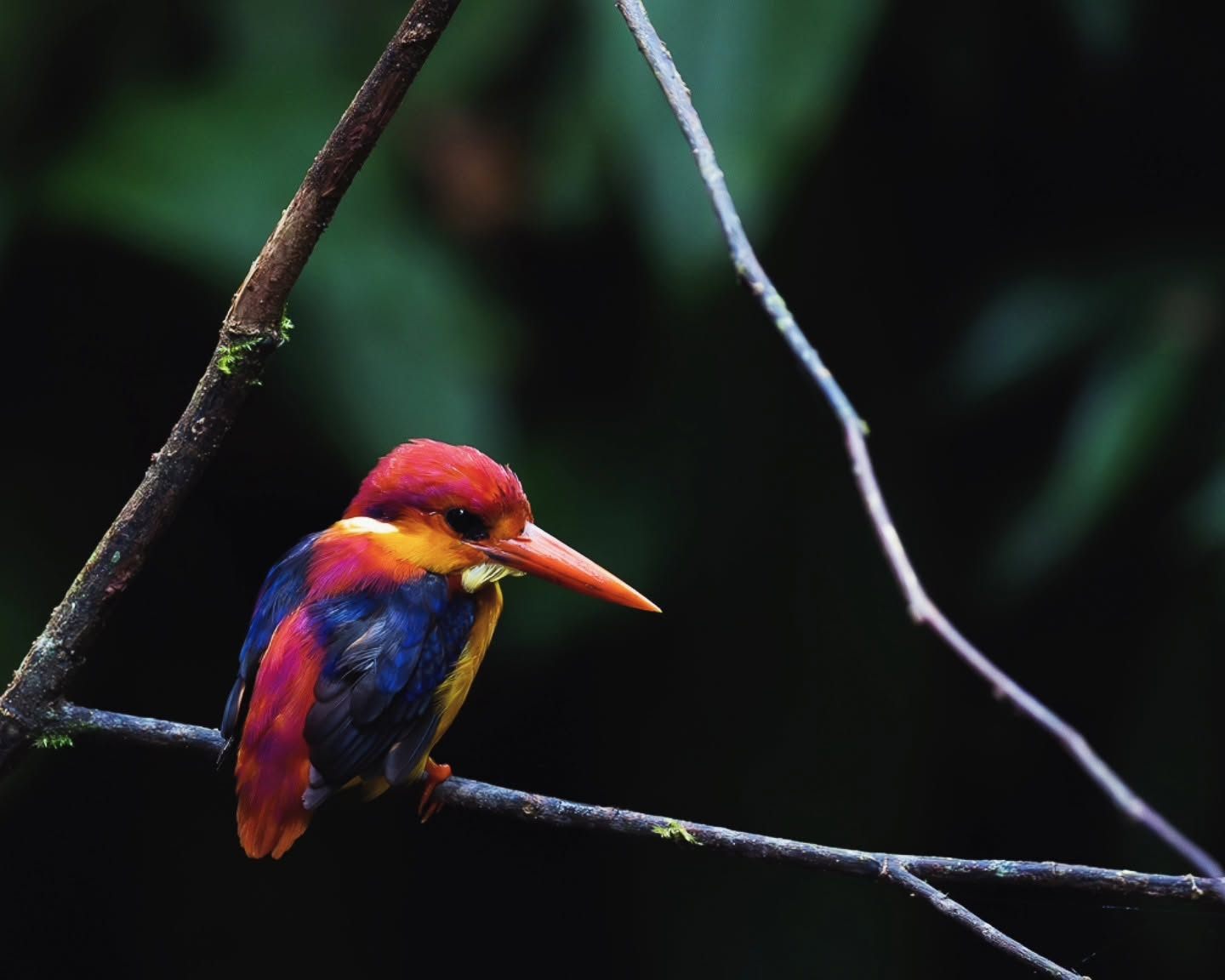 Rufous-backed Dwarf-Kingfisher — Borneo wildlife, book, free download, jungle tour, bird, bird tour