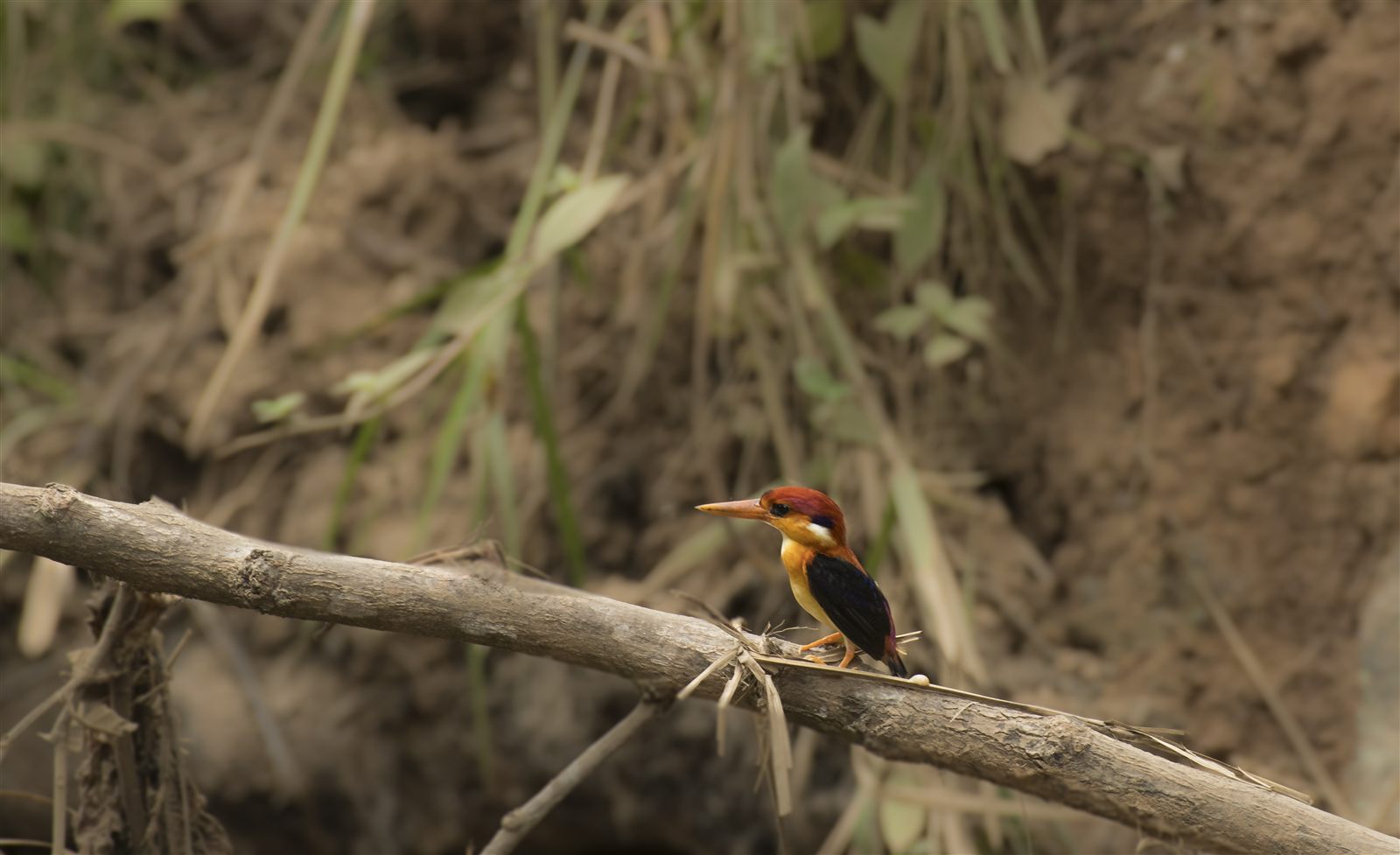 Rufous-backed Dwarf-Kingfisher — Borneo wildlife, book, free download, jungle tour, bird, bird tour