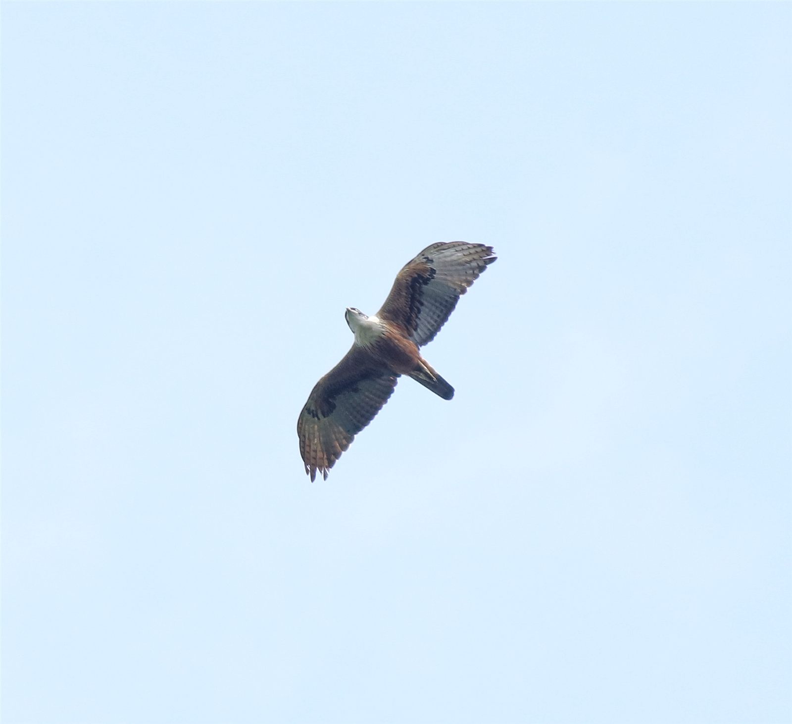 Rufous-bellied Eagle — Borneo wildlife, book, free download, jungle tour, bird, bird tour