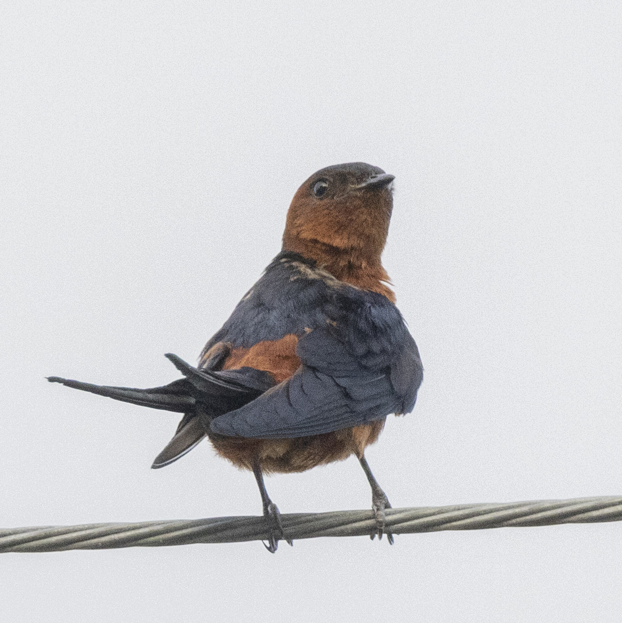 Rufous-bellied Swallow — Borneo wildlife, book, free download, jungle tour, bird, bird tour