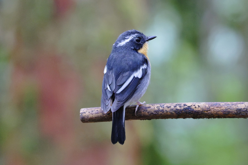 Rufous-chested Flycatcher — Borneo wildlife, book, free download, jungle tour, bird, bird tour