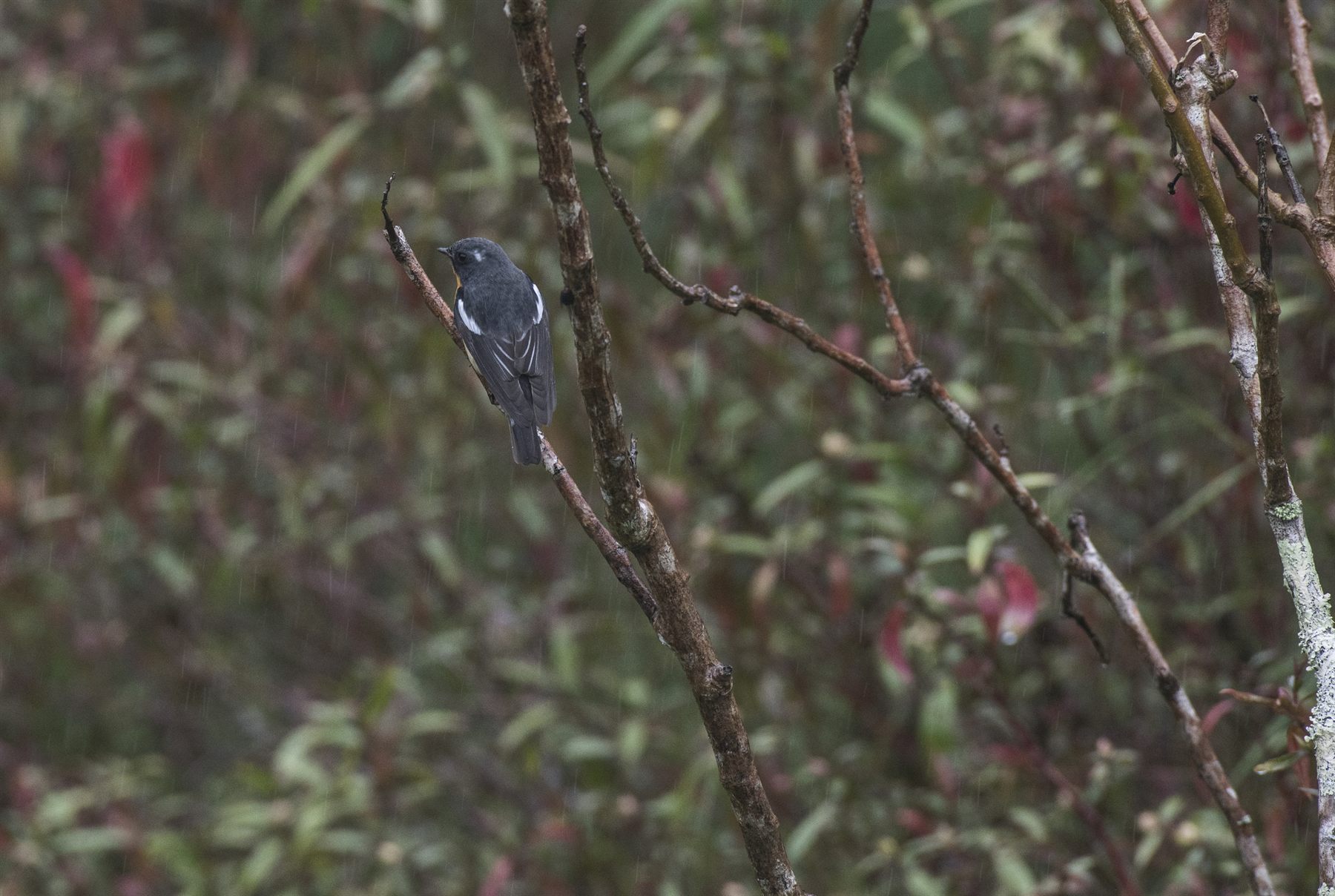Rufous-chested Flycatcher — Borneo wildlife, book, free download, jungle tour, bird, bird tour
