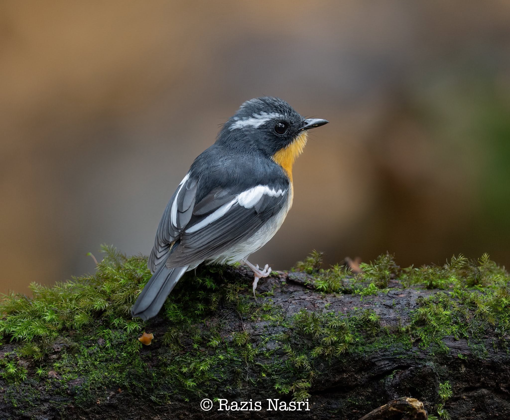 Rufous-chested Flycatcher — Borneo wildlife, book, free download, jungle tour, bird, bird tour