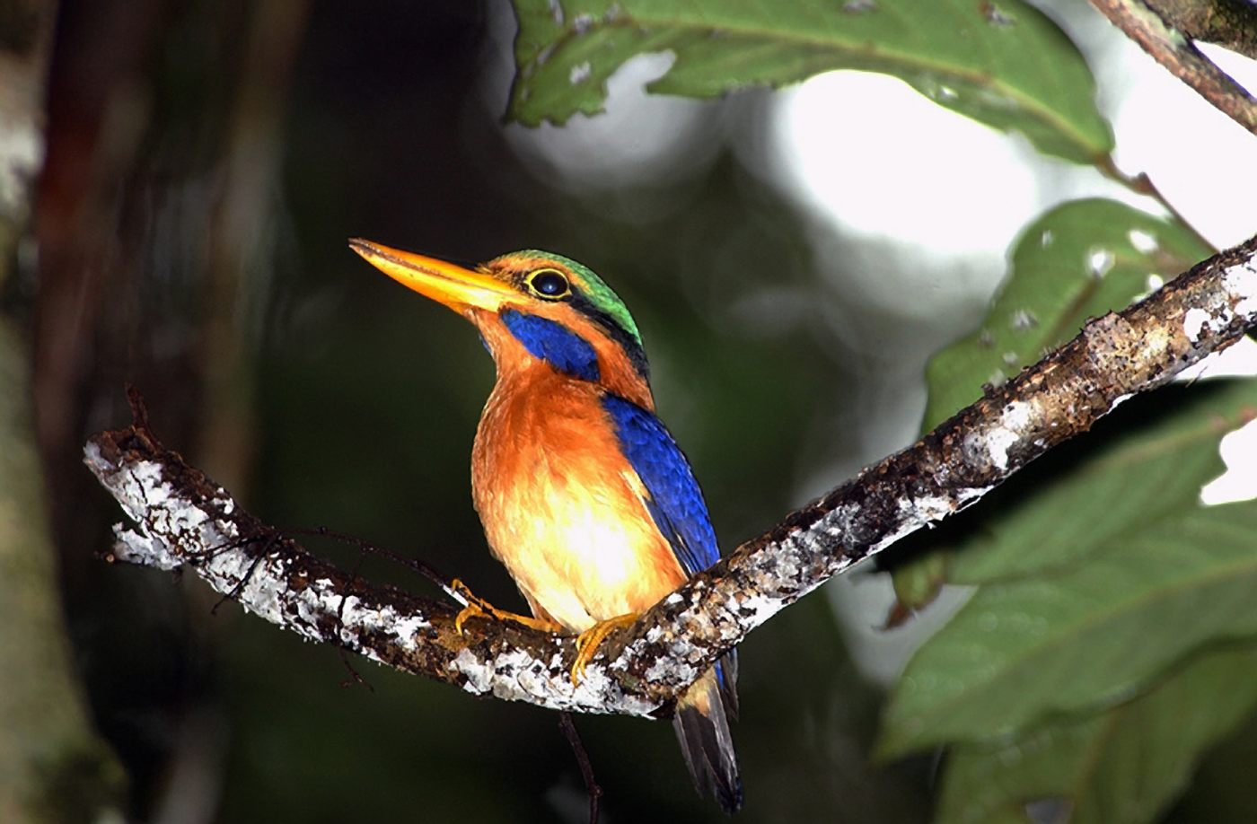 Rufous-collared Kingfisher — Borneo wildlife, book, free download, jungle tour, bird, bird tour