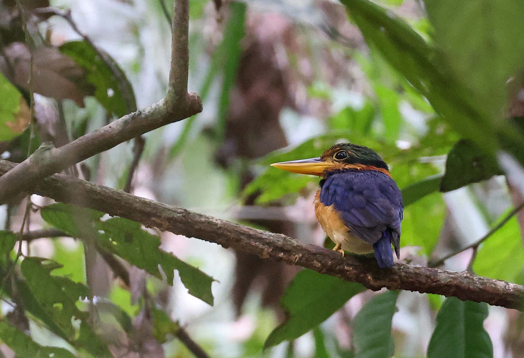 Rufous-collared Kingfisher — Borneo wildlife, book, free download, jungle tour, bird, bird tour