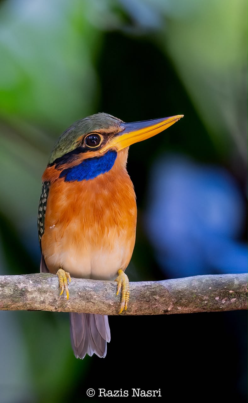 Rufous-collared Kingfisher — Borneo wildlife, book, free download, jungle tour, bird, bird tour
