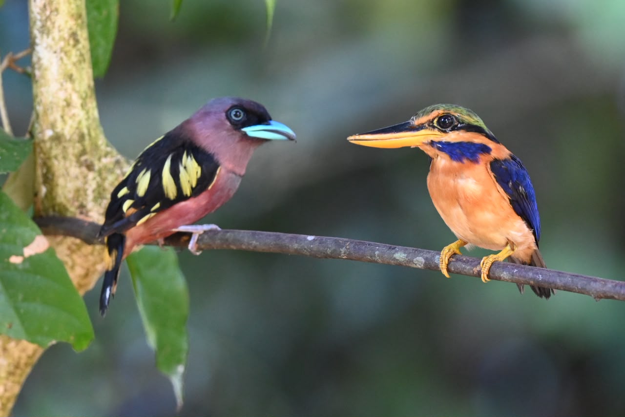Rufous-collared Kingfisher — Borneo wildlife, book, free download, jungle tour, bird, bird tour