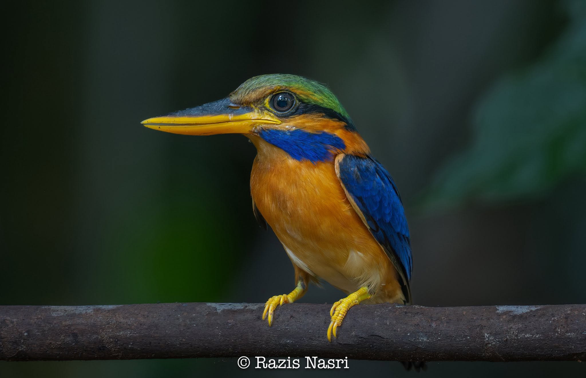 Rufous-collared Kingfisher — Borneo wildlife, book, free download, jungle tour, bird, bird tour