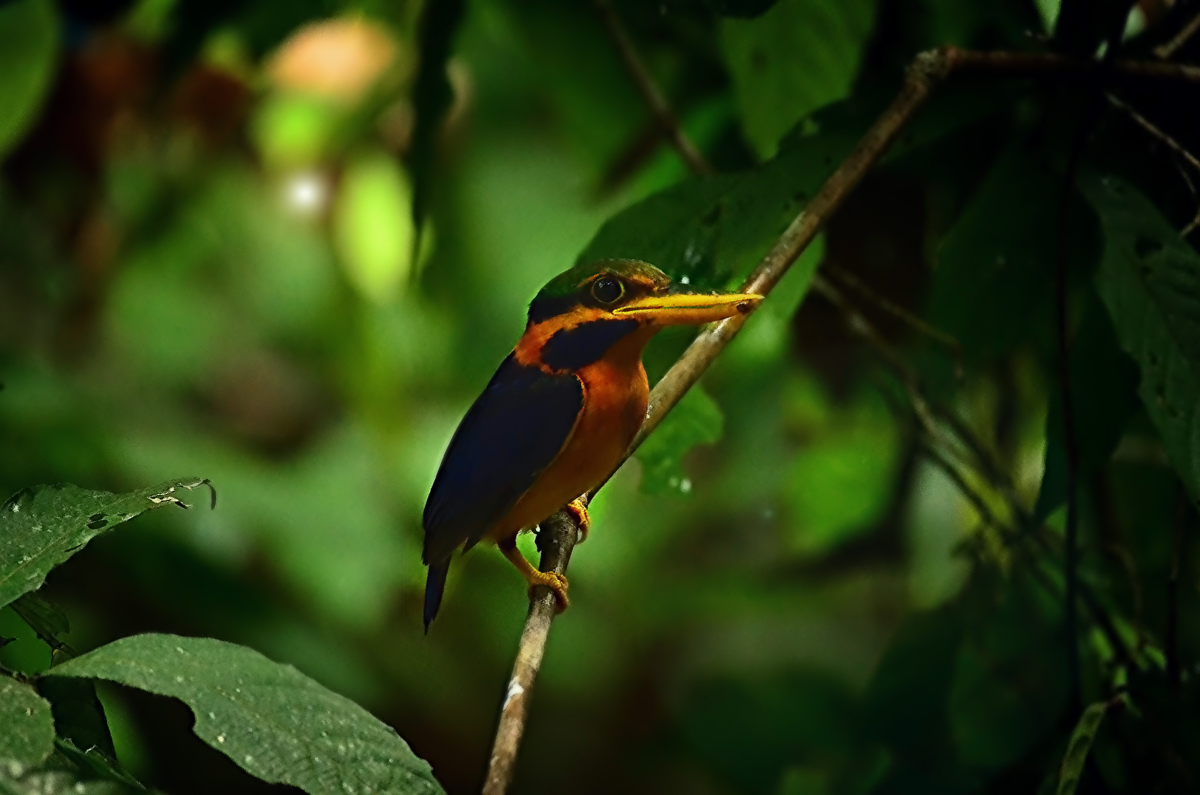 Rufous-collared Kingfisher — Borneo wildlife, book, free download, jungle tour, bird, bird tour