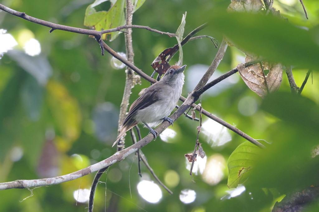 Rufous-crowned Babbler — Borneo wildlife, book, free download, jungle tour, bird, bird tour