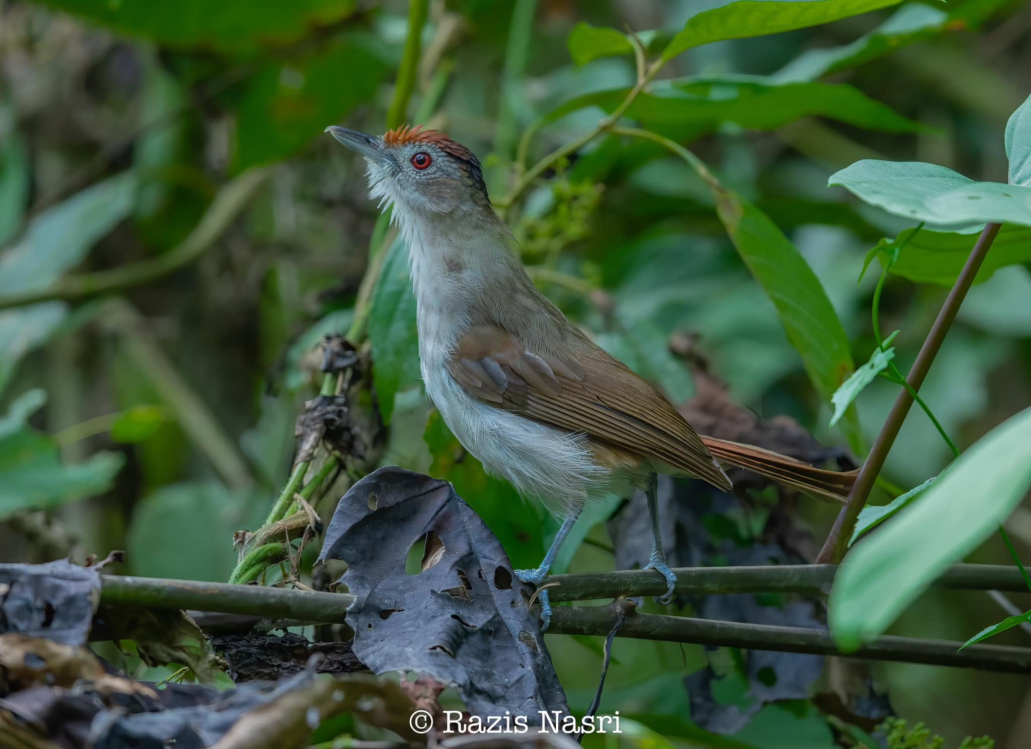 Rufous-crowned Babbler — Borneo wildlife, book, free download, jungle tour, bird, bird tour