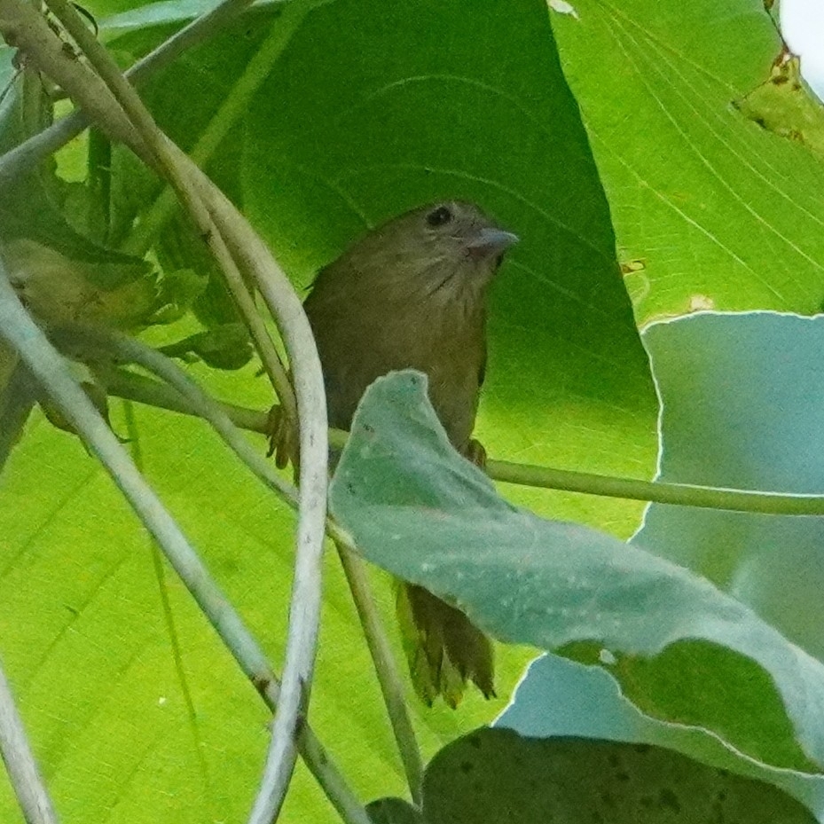 Rufous-fronted Babbler — Borneo wildlife, book, free download, jungle tour, bird, bird tour