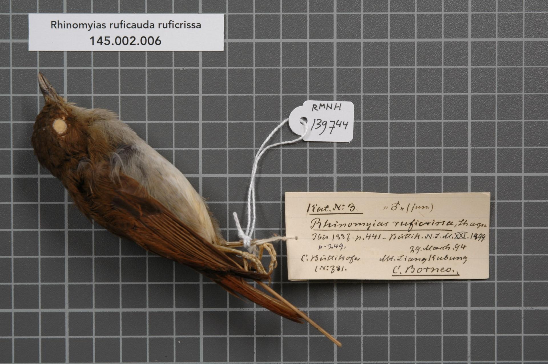 Philippine Jungle Flycatcher — Borneo wildlife, book, free download, jungle tour, bird, bird tour