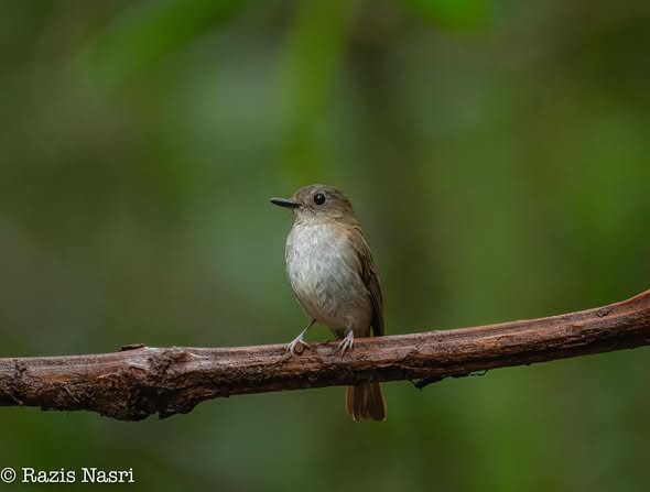 Philippine Jungle Flycatcher — Borneo wildlife, book, free download, jungle tour, bird, bird tour