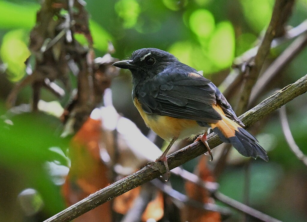 Rufous-tailed Shama — Borneo wildlife, book, free download, jungle tour, bird, bird tour