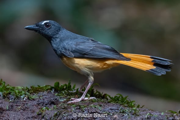 Rufous-tailed Shama — Borneo wildlife, book, free download, jungle tour, bird, bird tour