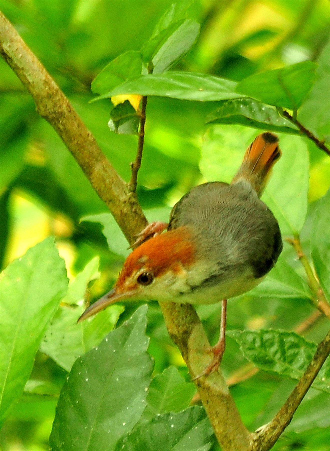 Rufous-tailed Tailorbird — Borneo wildlife, book, free download, jungle tour, bird, bird tour