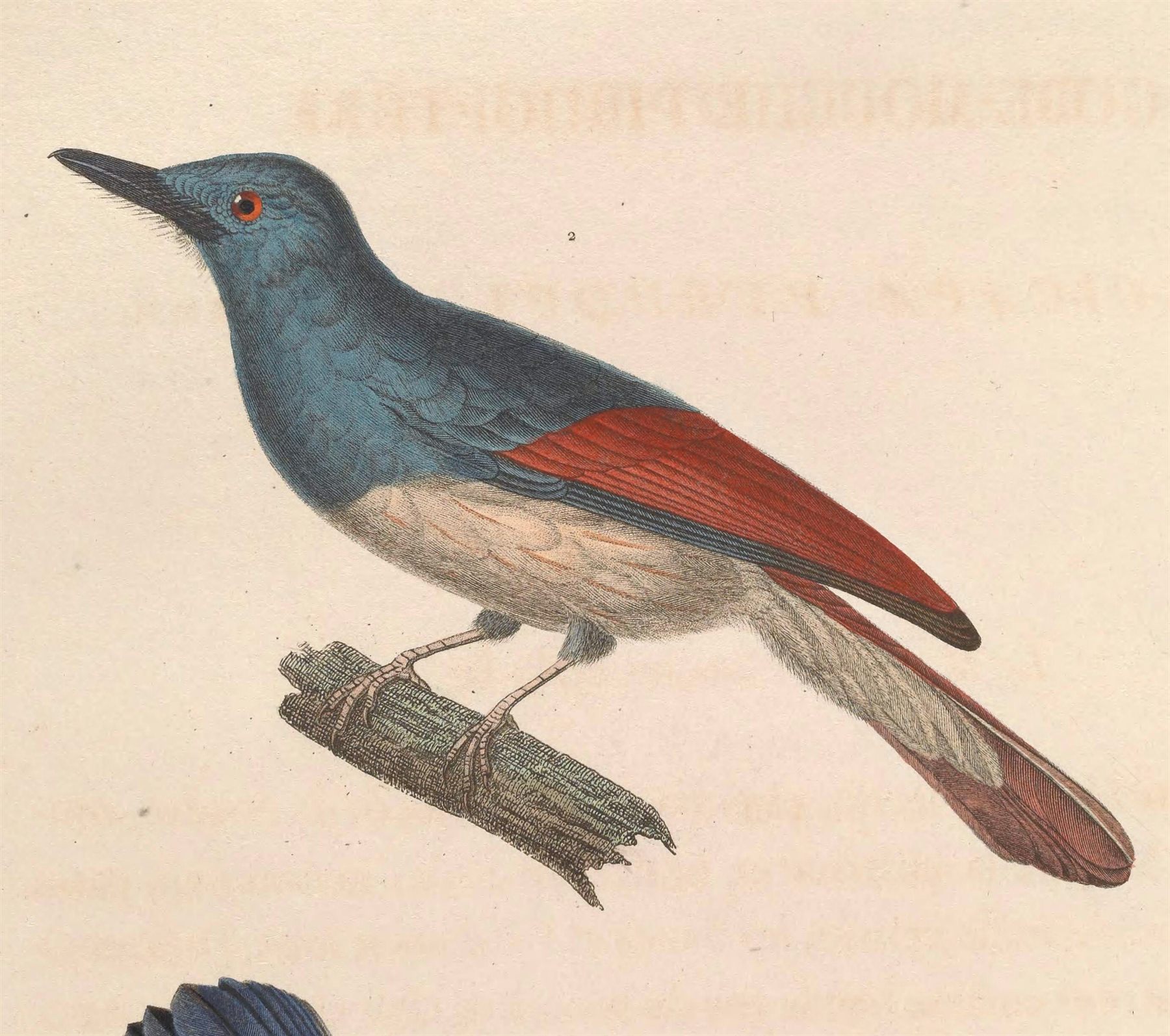 Rufous-winged Philentoma — Borneo wildlife, book, free download, jungle tour, bird, bird tour