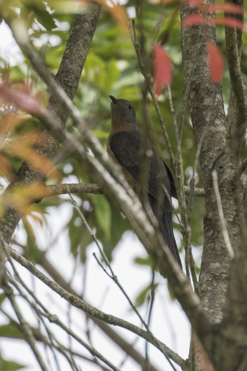 Sunda Brush Cuckoo — Borneo wildlife, book, free download, jungle tour, bird, bird tour
