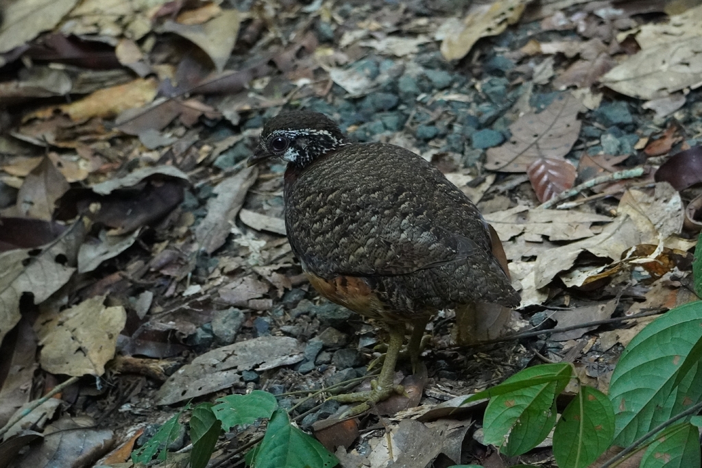 Sabah Partridge — Borneo wildlife, book, free download, jungle tour, bird, bird tour