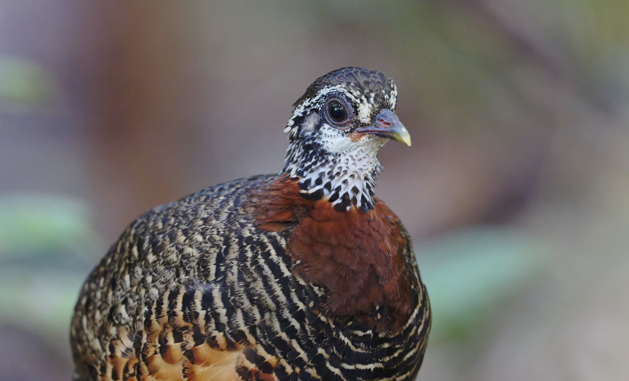 Sabah Partridge — Borneo wildlife, book, free download, jungle tour, bird, bird tour