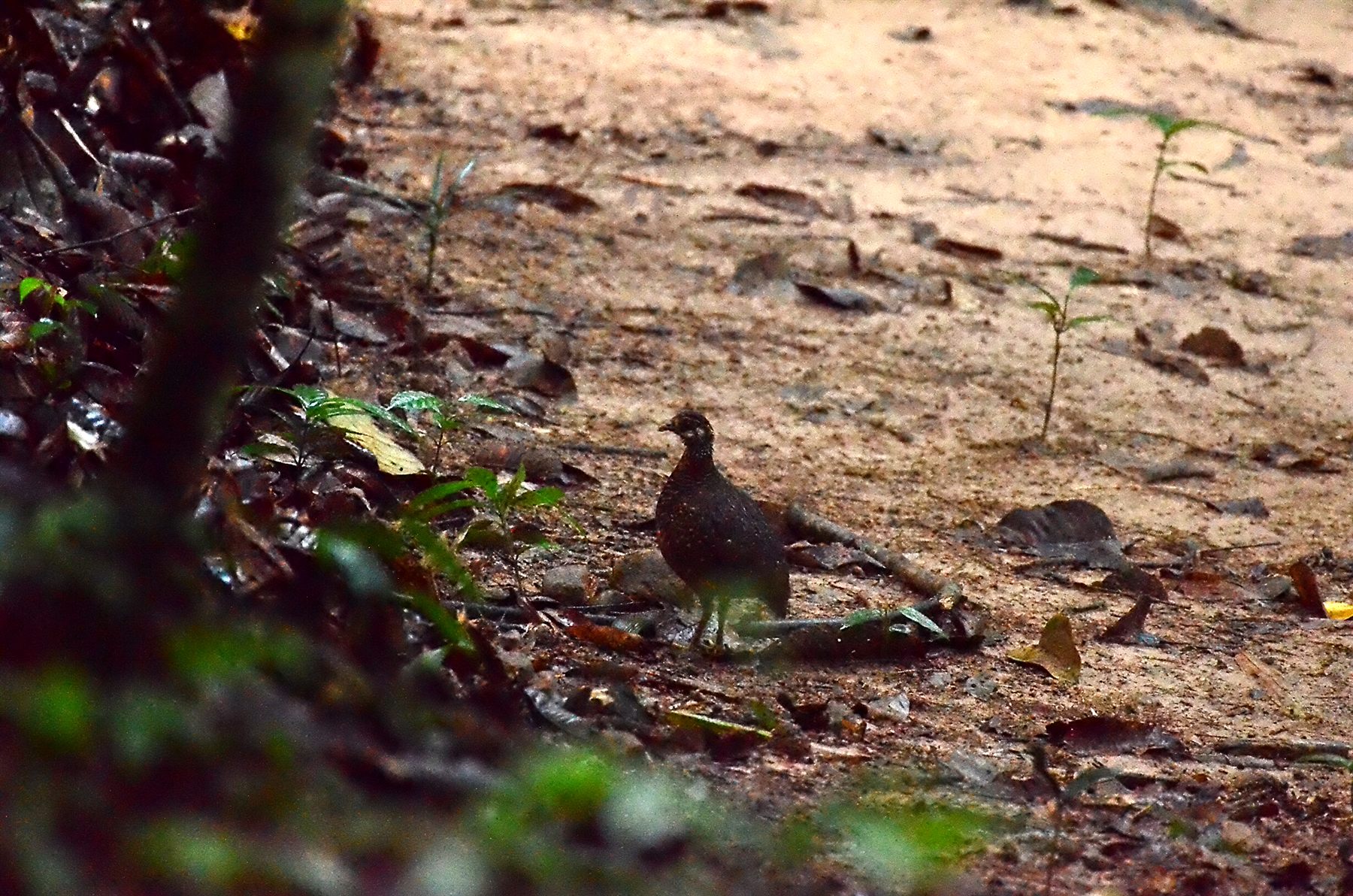 Sabah Partridge — Borneo wildlife, book, free download, jungle tour, bird, bird tour