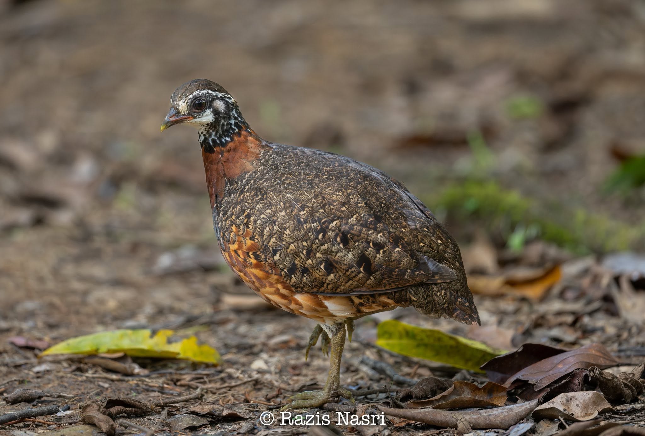 Sabah Partridge — Borneo wildlife, book, free download, jungle tour, bird, bird tour