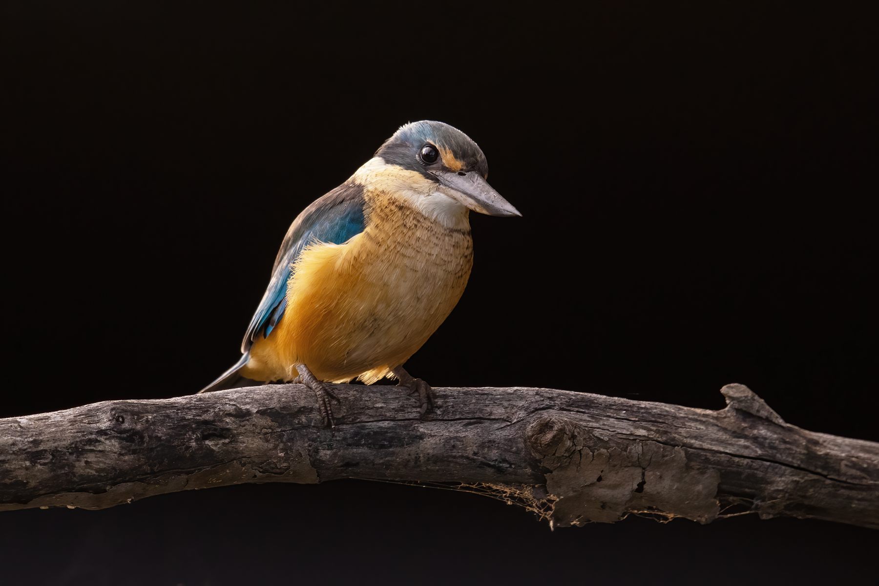 Sacred Kingfisher — Borneo wildlife, book, free download, jungle tour, bird, bird tour