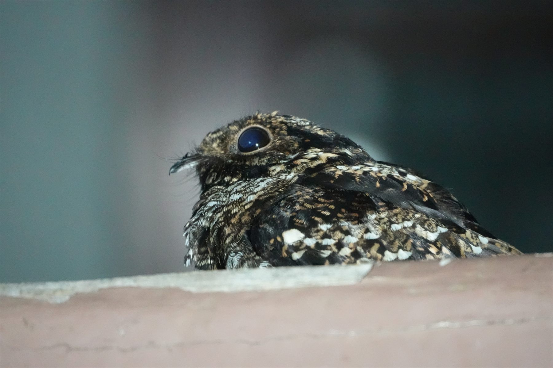 Salvadori's Nightjar — Borneo wildlife, book, free download, jungle tour, bird, bird tour