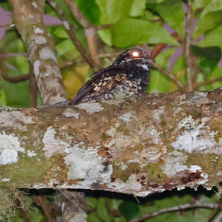 Salvadori's Nightjar — Borneo wildlife, book, free download, jungle tour, bird, bird tour