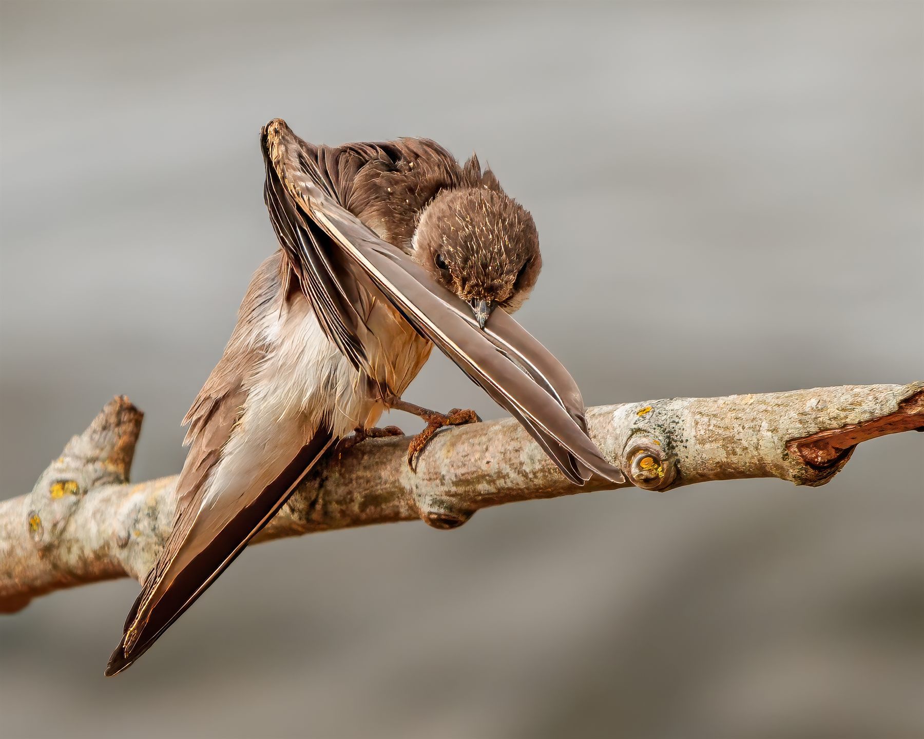 Bank Swallow — Borneo wildlife, book, free download, jungle tour, bird, bird tour
