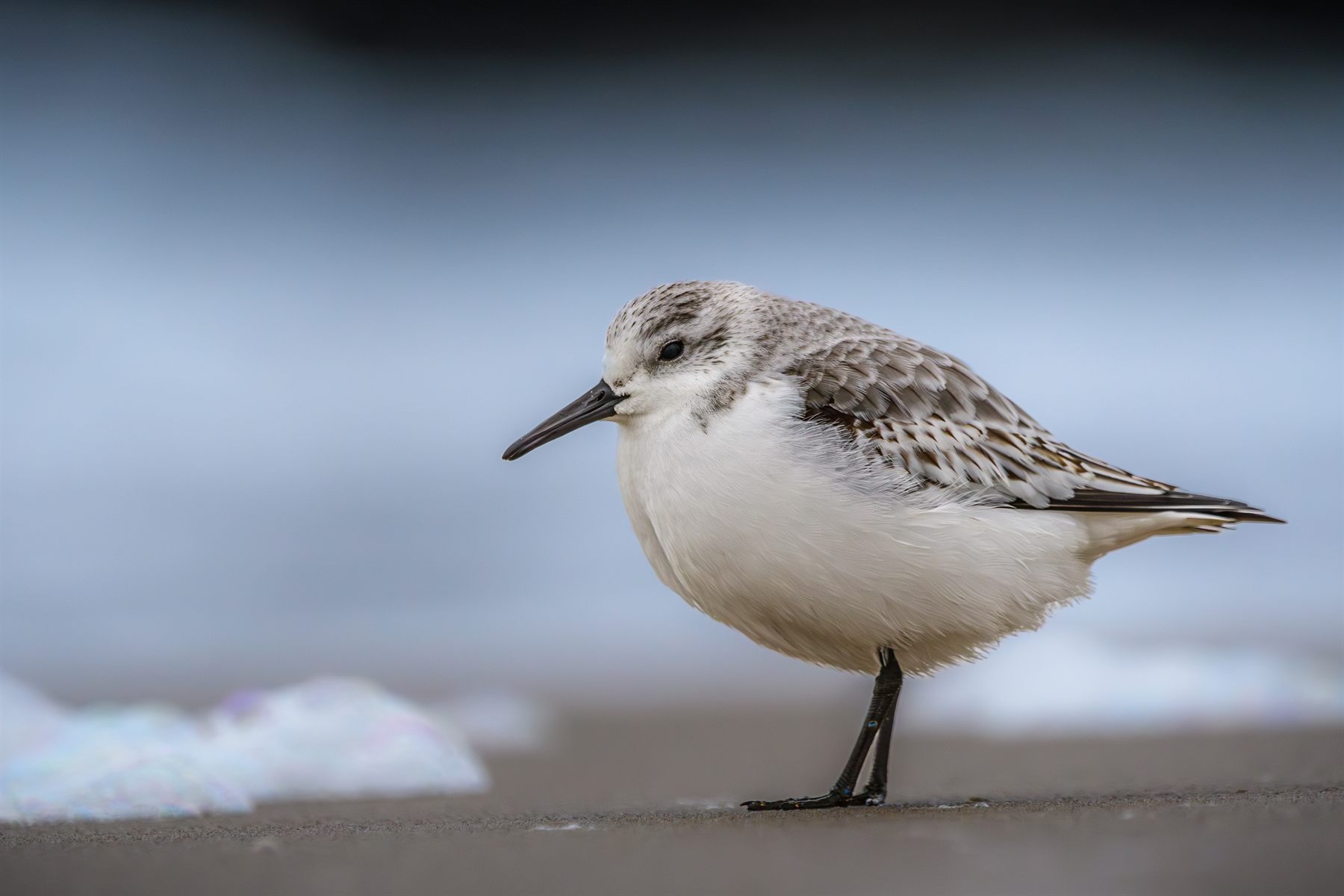 Sanderling — Borneo wildlife, book, free download, jungle tour, bird, bird tour