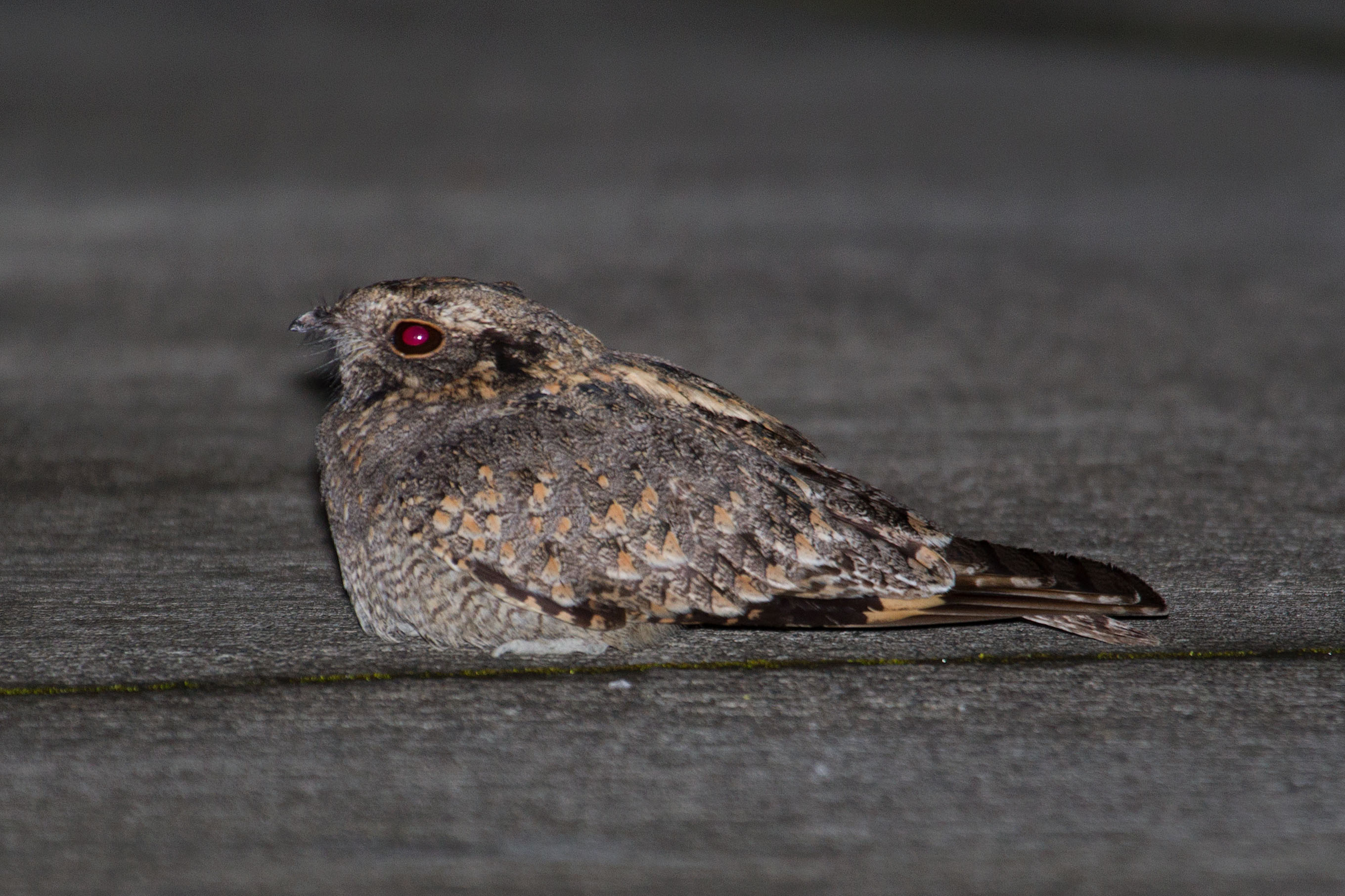 Savanna Nightjar — Borneo wildlife, book, free download, jungle tour, bird, bird tour