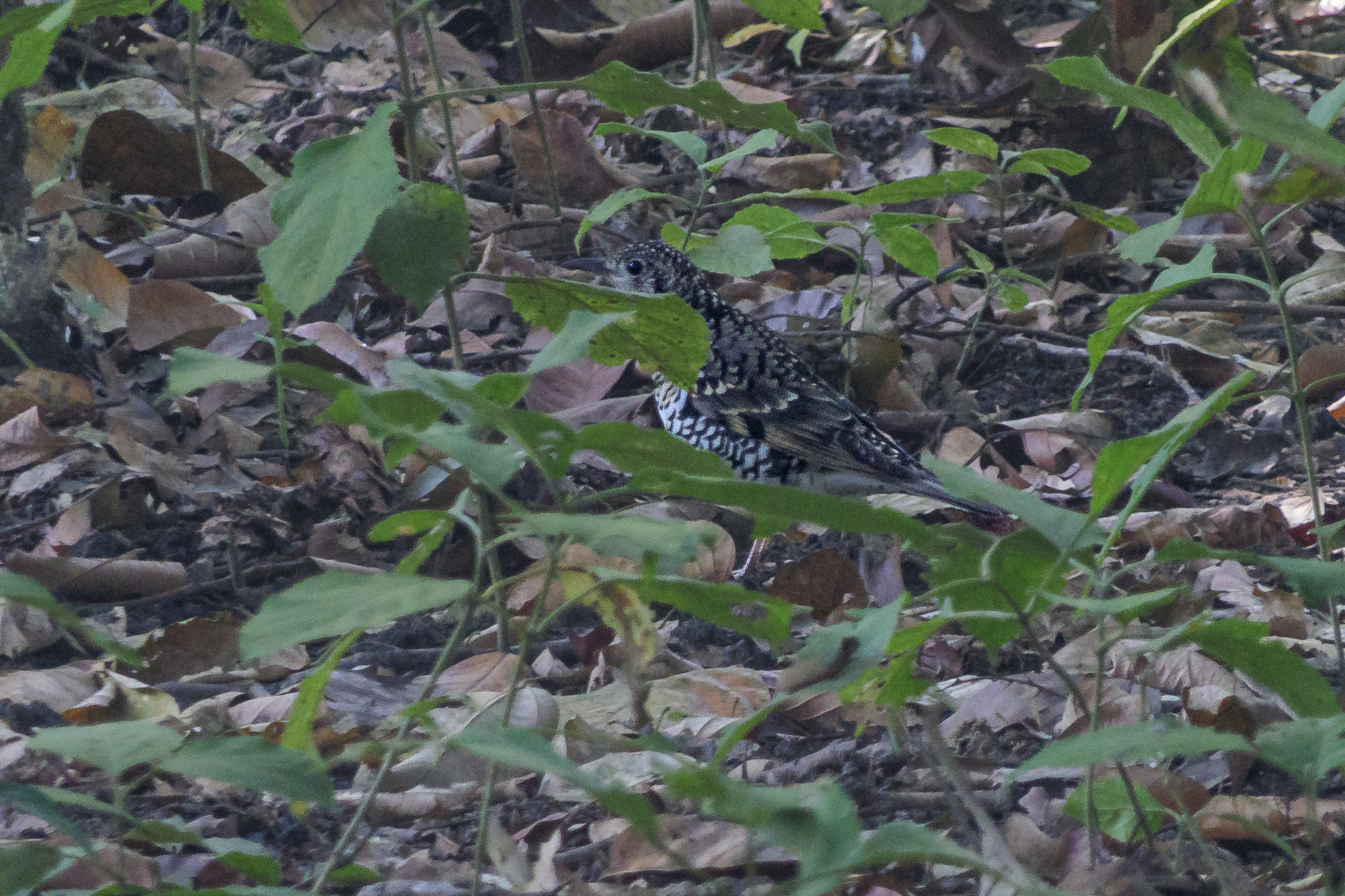 Scaly Thrush — Borneo wildlife, book, free download, jungle tour, bird, bird tour