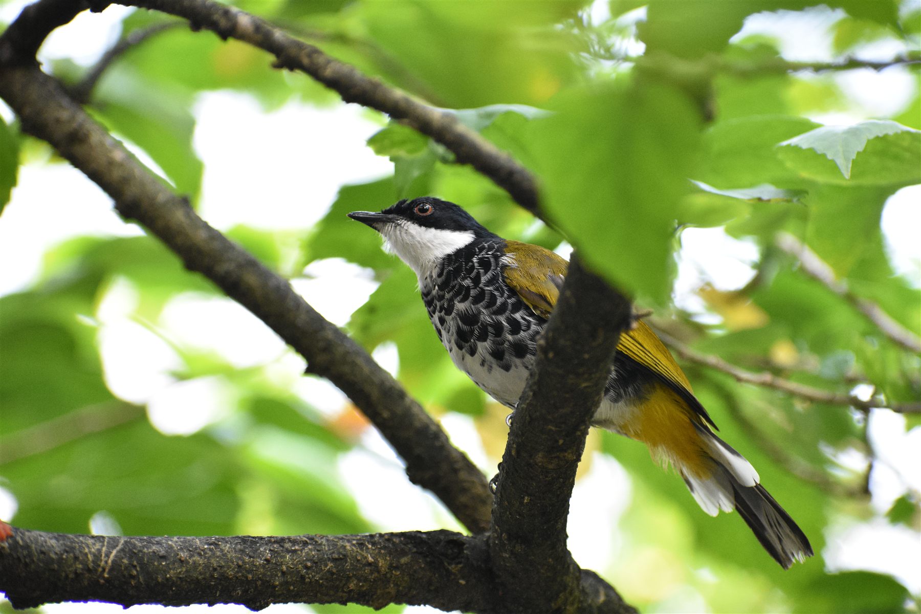 Scaly-breasted Bulbul — Borneo wildlife, book, free download, jungle tour, bird, bird tour