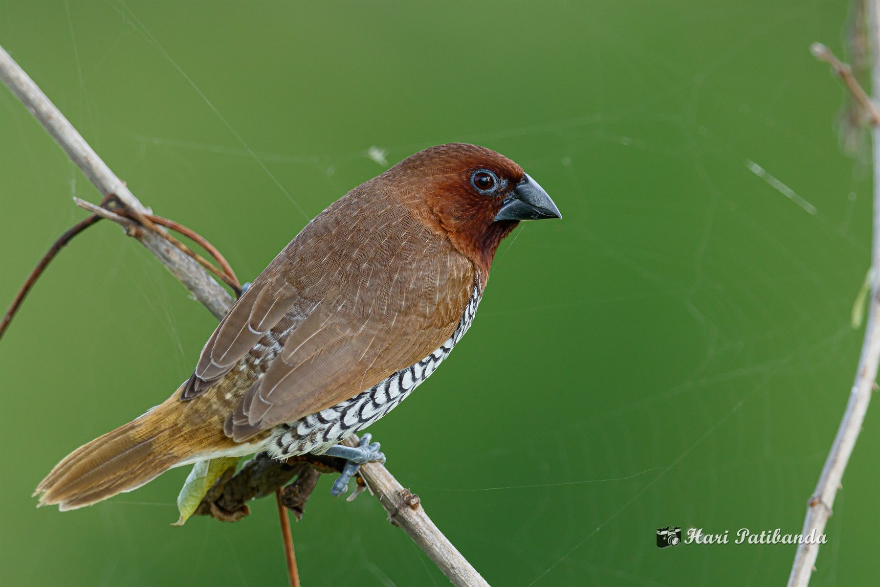 Scaly-breasted Munia — Borneo wildlife, book, free download, jungle tour, bird, bird tour