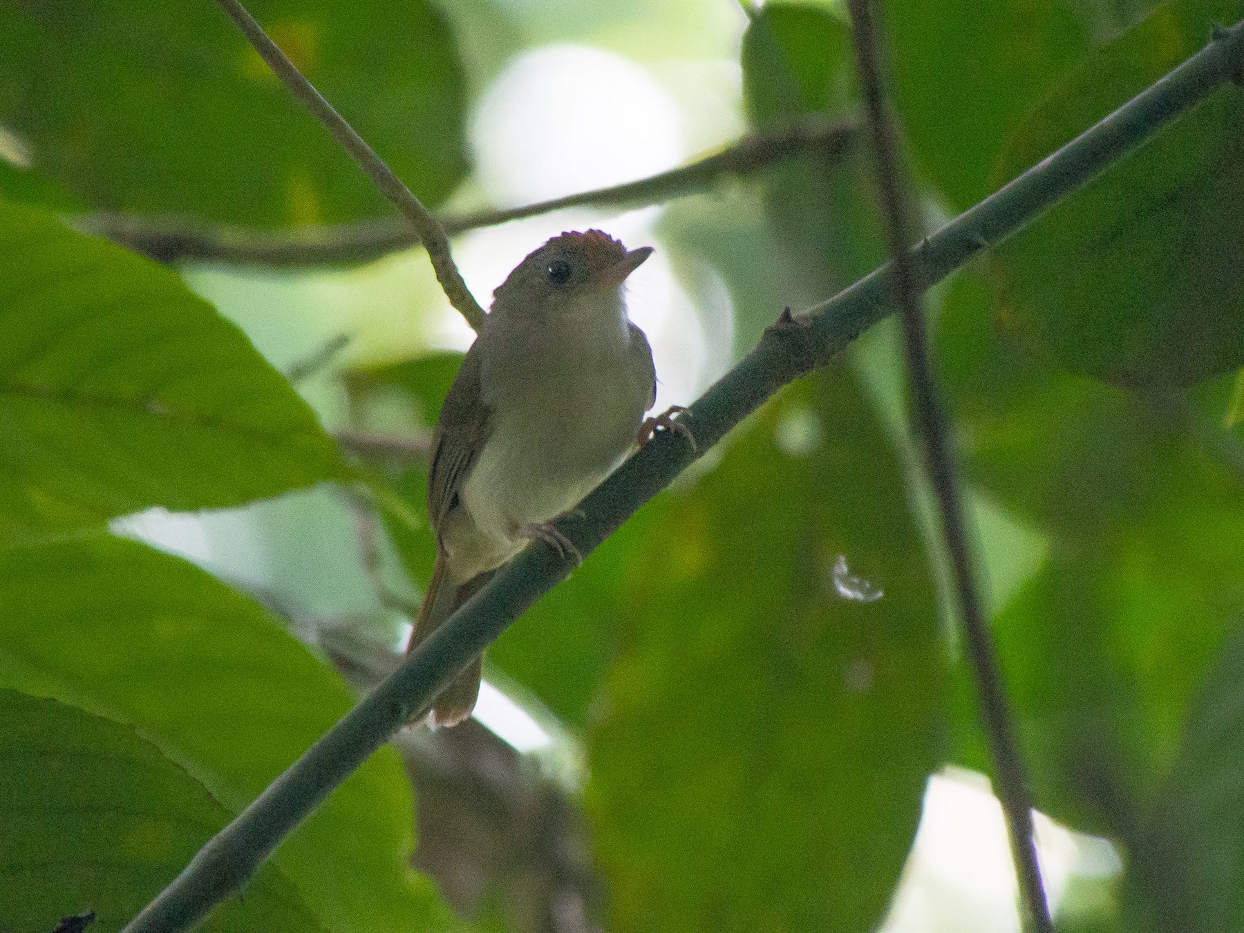 Scaly-crowned Babbler — Borneo wildlife, book, free download, jungle tour, bird, bird tour